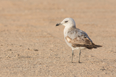 Ichthyaetus audouinii