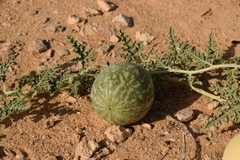 Koloquinte (Citrullus colocynthis): Herkunft und Verwendung — Foto 2