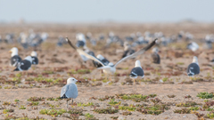 Ichthyaetus audouinii