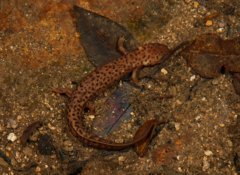 Bingzhi's Stout Newt photo 5