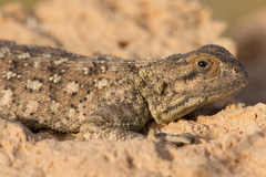 Agama bibronii