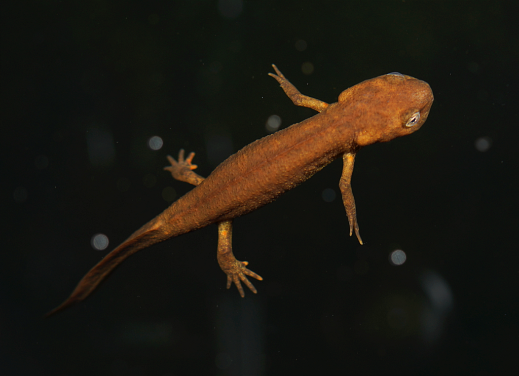 Fuding Fire-bellied Newt