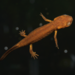 Fuding Fire-bellied Newt - Photo (c) Future, some rights reserved (CC BY-NC), uploaded by Future