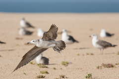 Ichthyaetus audouinii