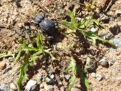 Microschatia inaequalis