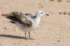 Ichthyaetus audouinii