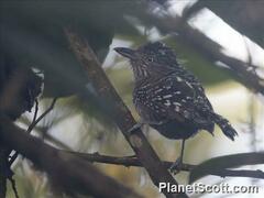 Thamnophilus doliatus image