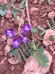 Astragalus lindheimeri