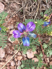 Astragalus lindheimeri