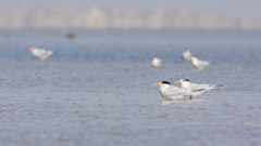 Thalasseus albididorsalis