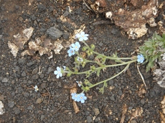 Eritrichium sericeum