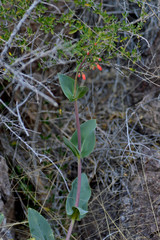 Penstemon havardii