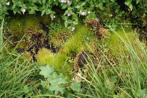 Schleicher's Bryum (Ptychostomum schleicheri)