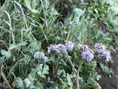 Phacelia