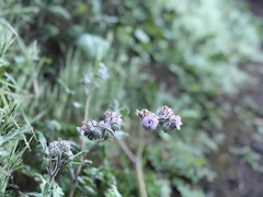 Phacelia