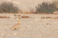 Pterocles senegallus