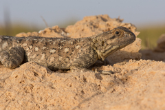 Agama bibronii