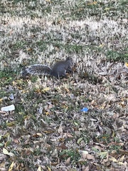 Sciurus carolinensis