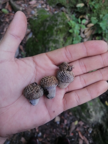 Image of Quercus polymorpha by (c) Erick Vélez Sánchez, some rights reserved (CC BY)