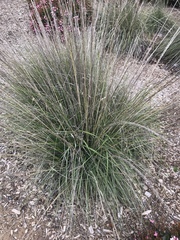Festuca californica