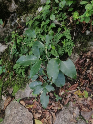 Image of Berlandier's Jopoy (Esenbeckia berlandieri) by (c) Erick Vélez Sánchez, some rights reserved (CC BY)