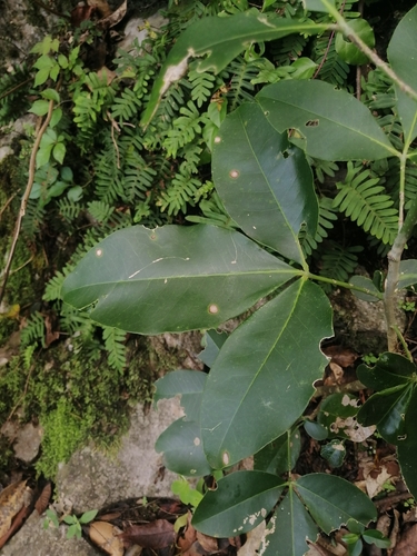 Image of Berlandier's Jopoy (Esenbeckia berlandieri) by (c) Erick Vélez Sánchez, some rights reserved (CC BY)