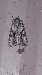 Achatia distincta