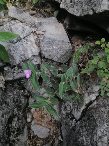 Tradescantia sillamontana