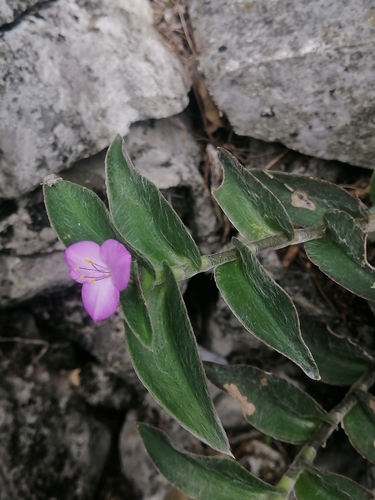 Tradescantia sillamontana