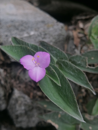 Tradescantia sillamontana