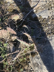Opuntia mesacantha
