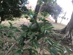 Polychrus marmoratus