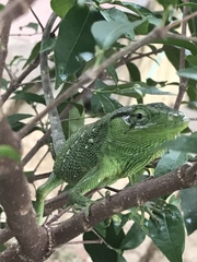 Polychrus marmoratus