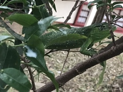 Polychrus marmoratus