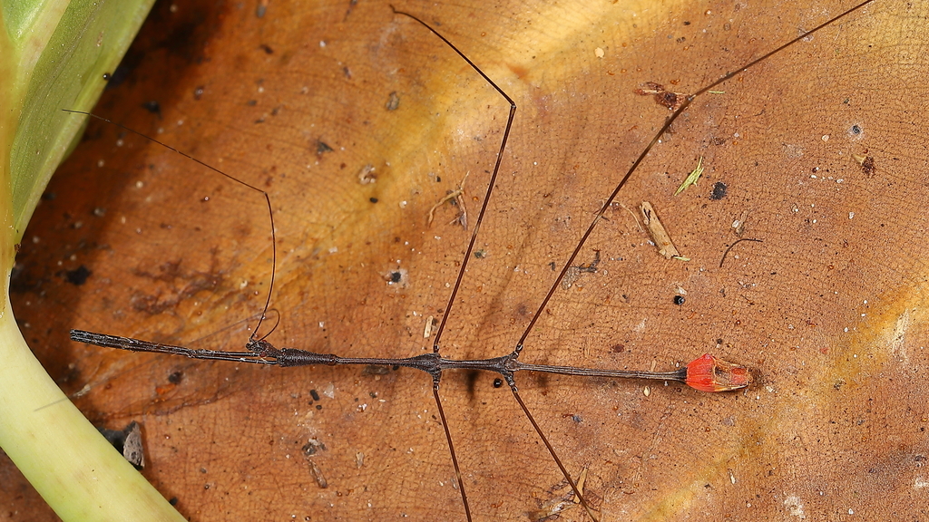 Ghilianella atriclava