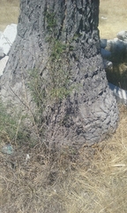 Beaucarnea