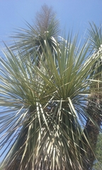 Beaucarnea