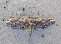 Eupithecia subapicata