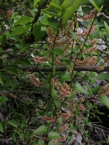 Image of Anredera vesicaria by (c) Erick Vélez Sánchez, some rights reserved (CC BY)