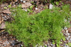 Eupatorium capillifolium image