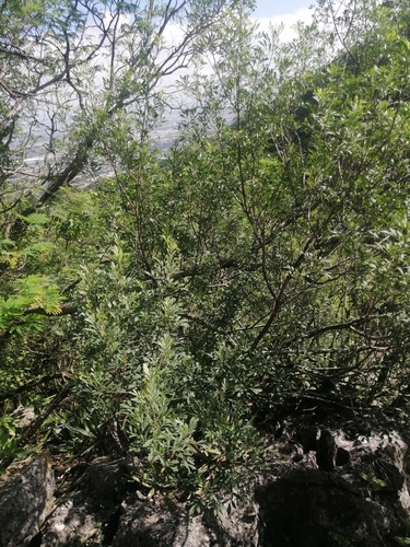 Image of Fraxinus greggii by (c) Erick Vélez Sánchez, some rights reserved (CC BY)