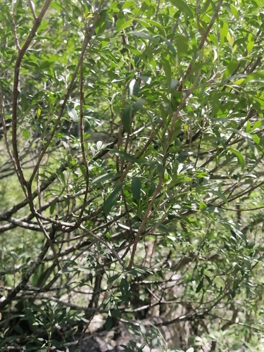 Image of Fraxinus greggii by (c) Erick Vélez Sánchez, some rights reserved (CC BY)