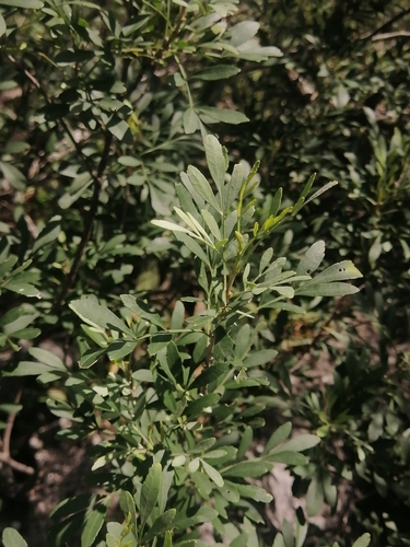 Image of Fraxinus greggii by (c) Erick Vélez Sánchez, some rights reserved (CC BY)