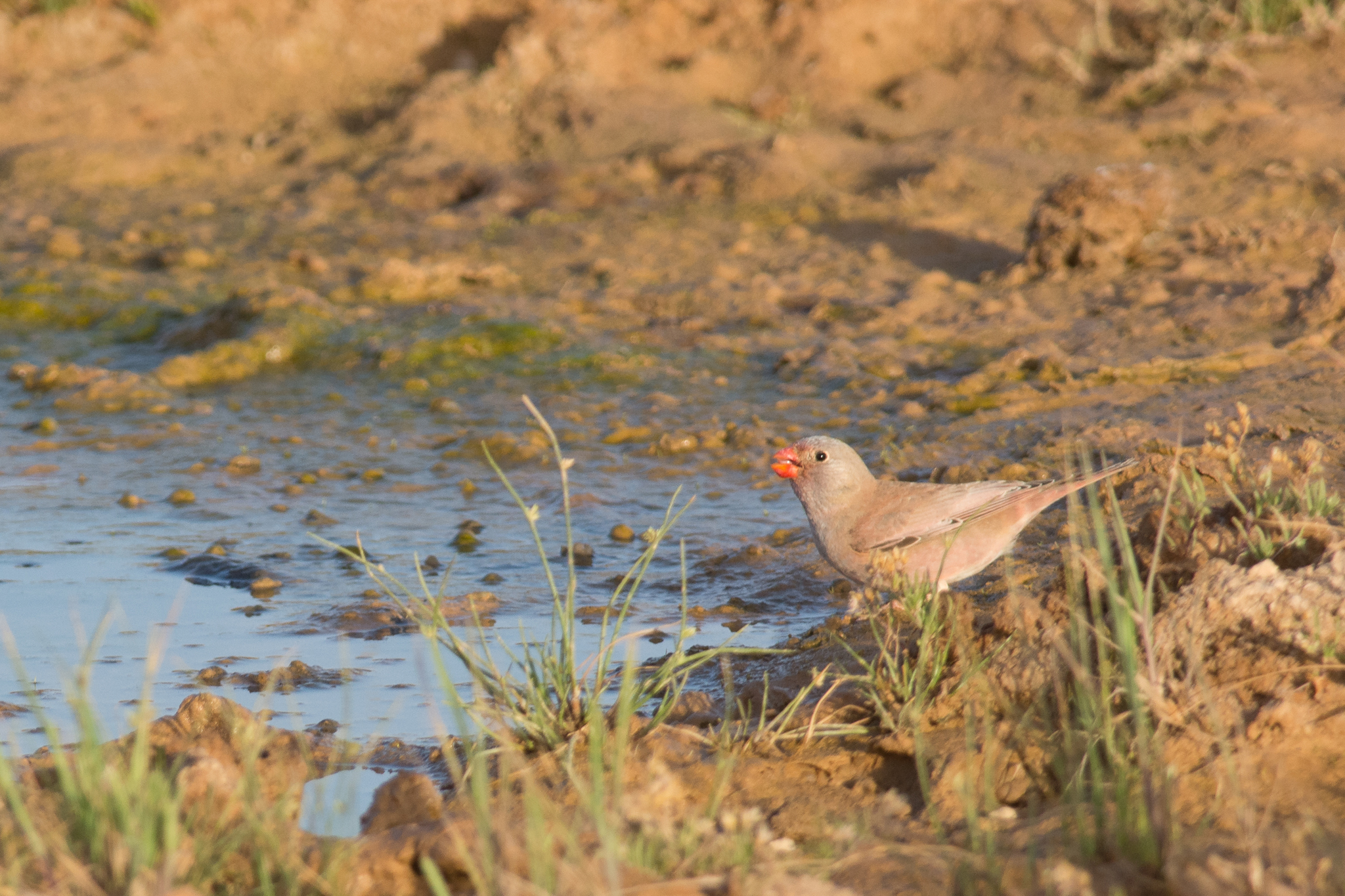 Trumpeter Finch