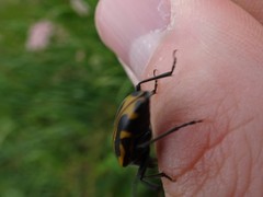 Brachyta interrogationis