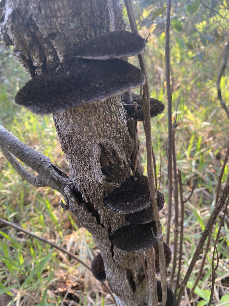 Hexagonia hydnoides · September 2023 · photo: © shendowfex (iNaturalist, cc0)