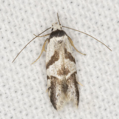 Oxythecta lygrosema