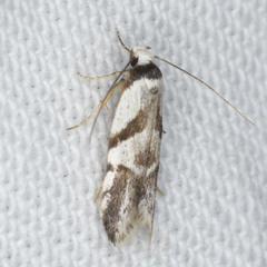 Oxythecta lygrosema