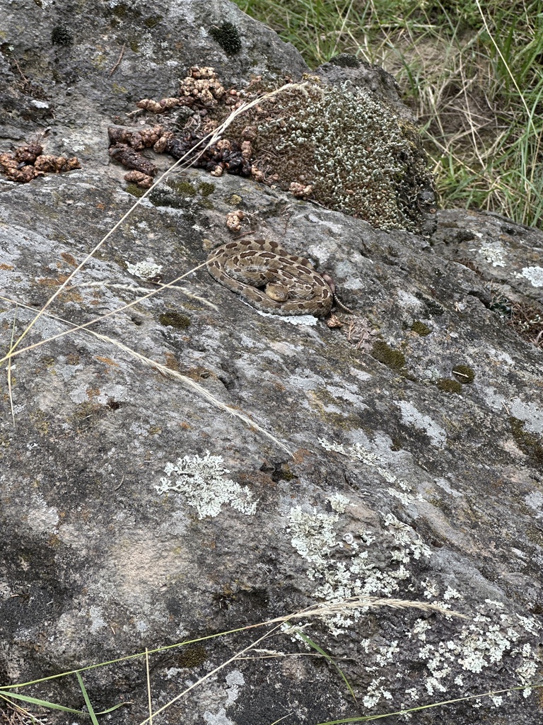 Mexican Pygmy Rattlesnake