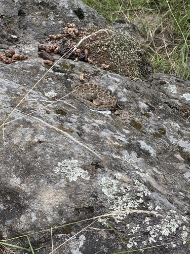Mexican Pygmy Rattlesnake